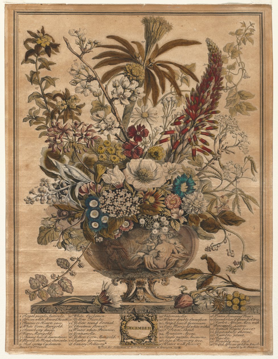 Tolv måneder med blomster: desember av Henry Fletcher