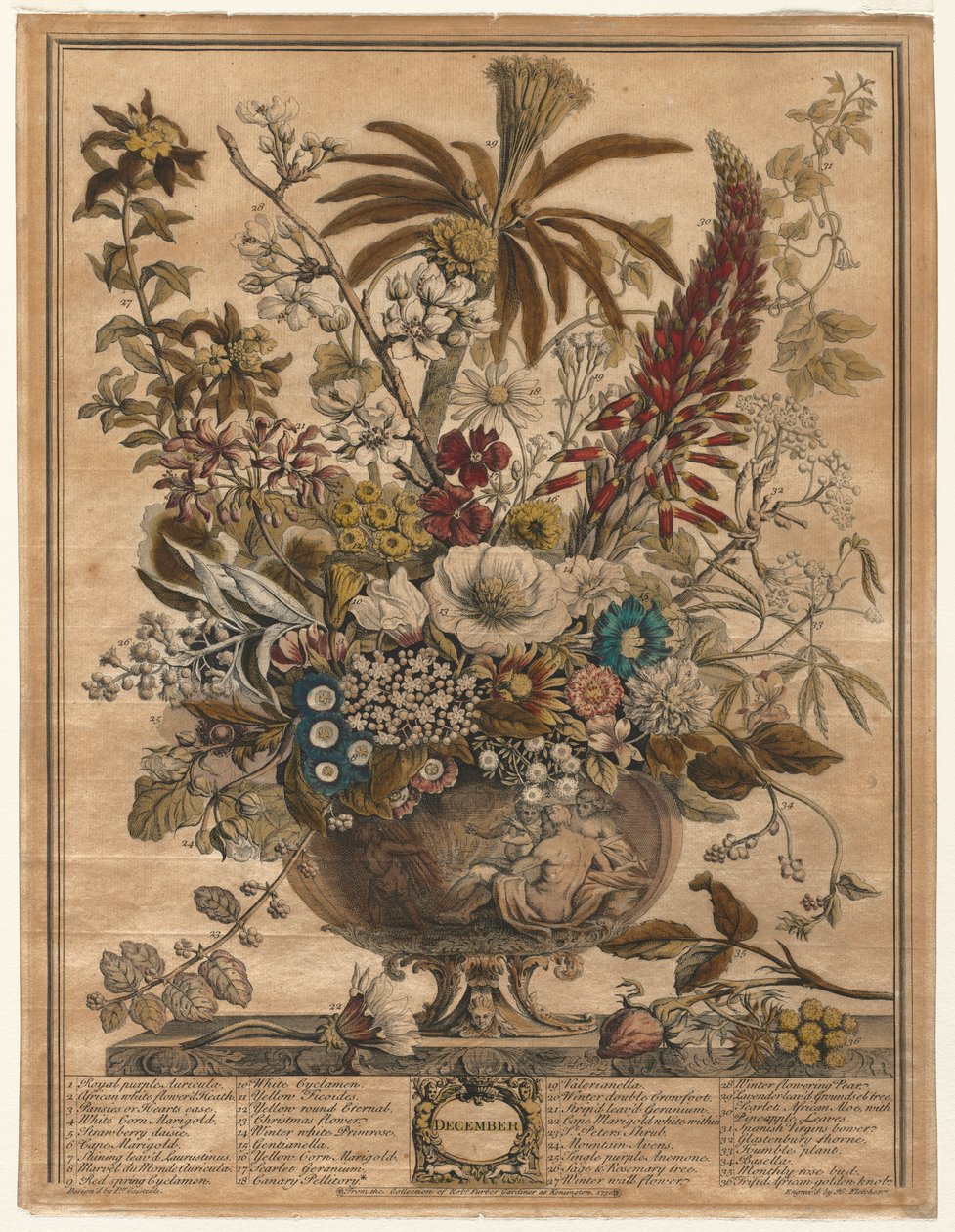 Tolv måneder med blomster: desember 1730. av Henry Fletcher