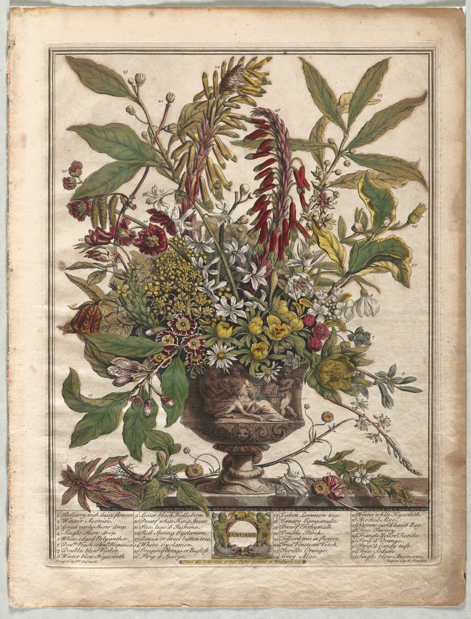 Tolv måneder med blomster: januar av Henry Fletcher