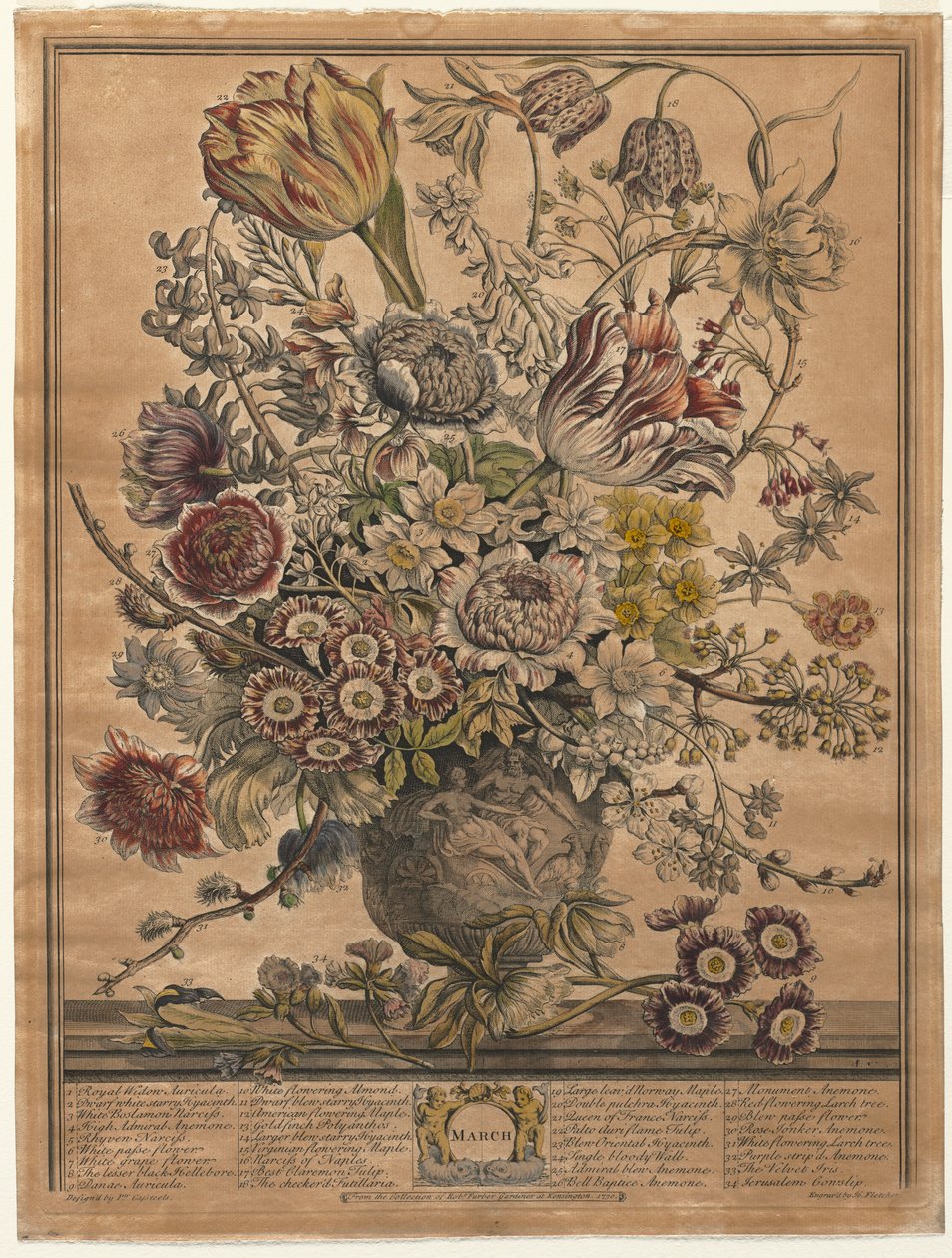 Tolv måneder med blomster: mars 1730. av Henry Fletcher