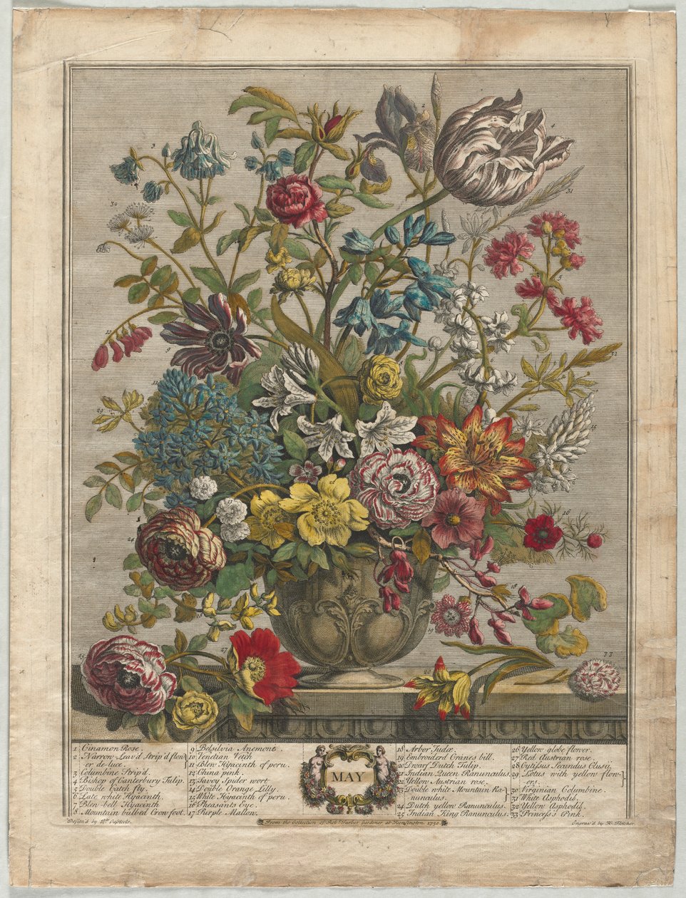 Tolv måneder med blomster: mai 1730. av Henry Fletcher