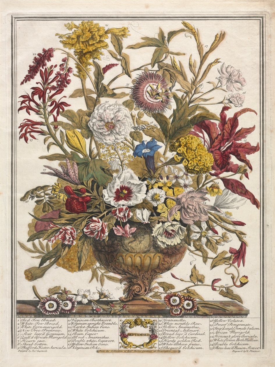 Tolv måneder med blomster: september 1730. av Henry Fletcher