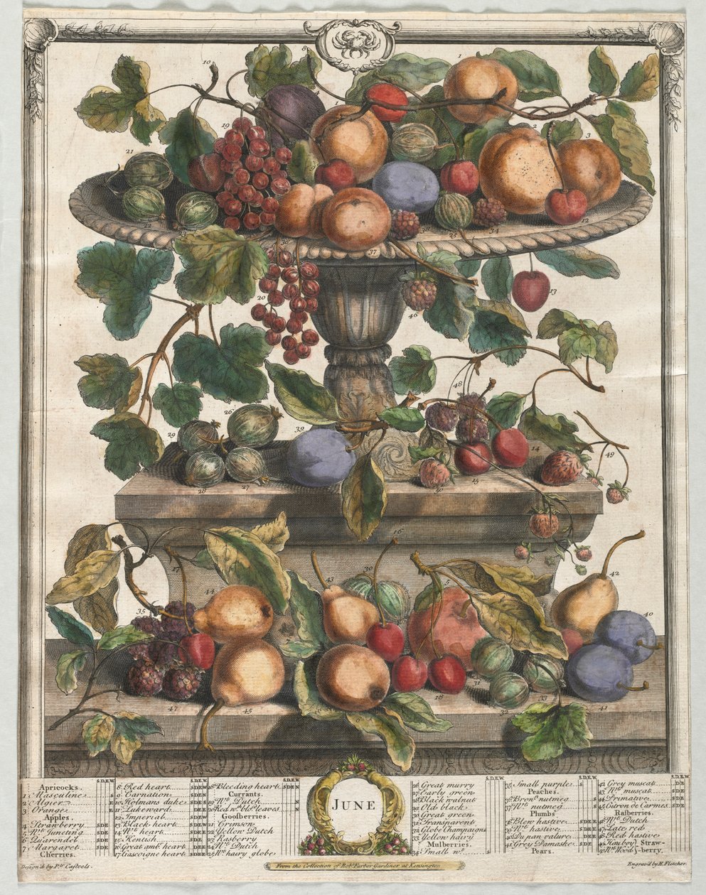 Tolv måneder med frukt: juni 1732. av Henry Fletcher