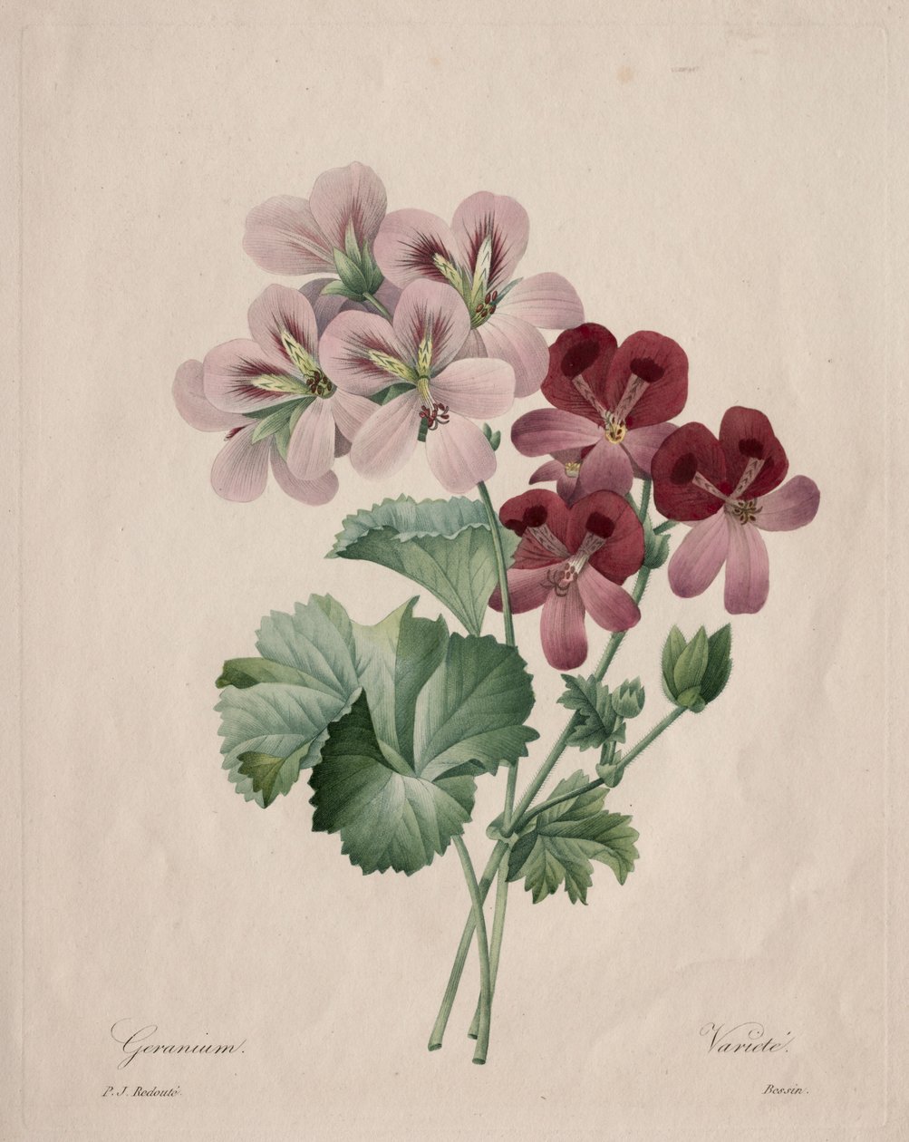 Geranium av Henry Joseph Redouté