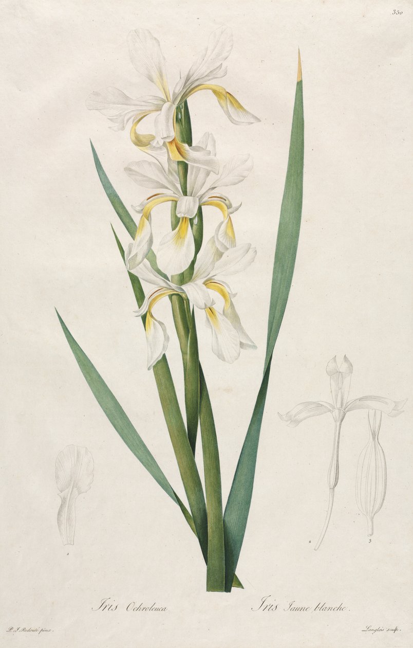 Gullbåndet Iris av Henry Joseph Redouté