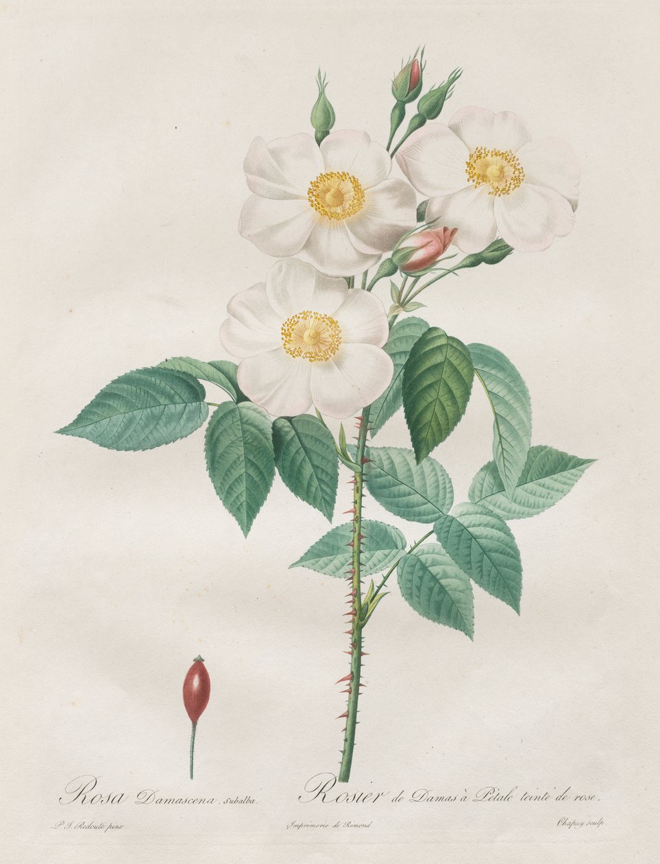 Rosene: Rosa Damascena, subalba av Henry Joseph Redouté