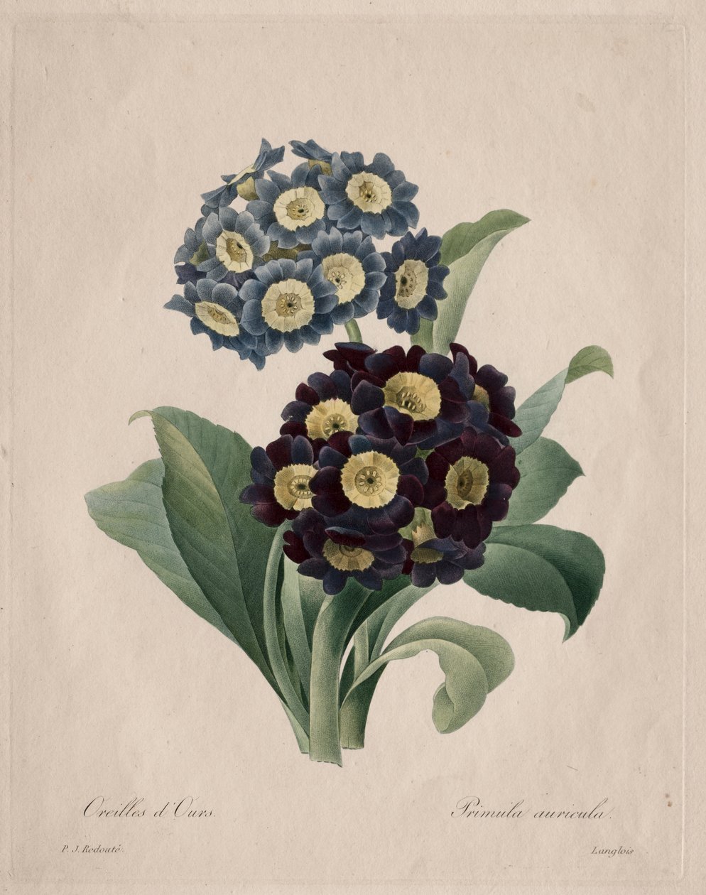 Primula auricula av Henry Joseph Redouté