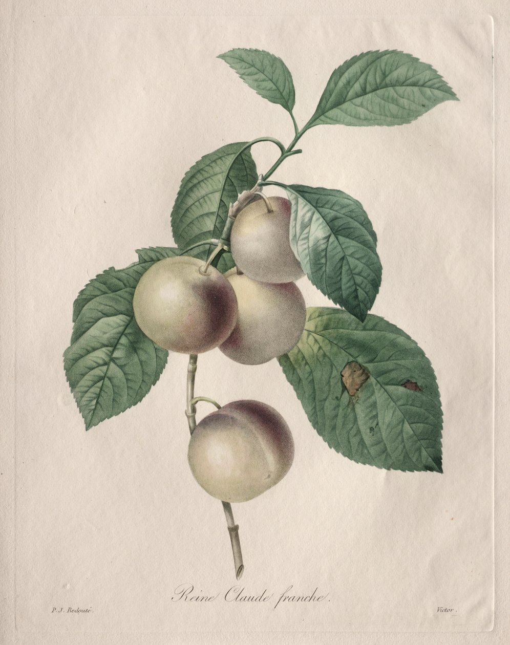 Reine Claude Plum av Henry Joseph Redouté