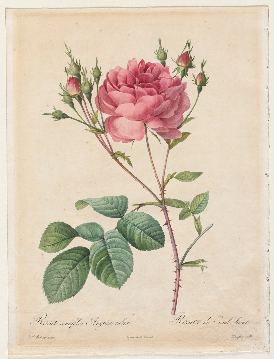 Rød engelsk rose Centifolia av Henry Joseph Redouté