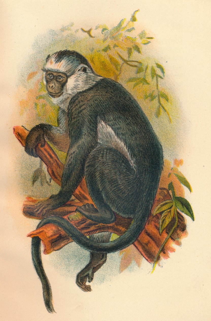 Hoses Langur, 1897 av Henry Ogg Forbes