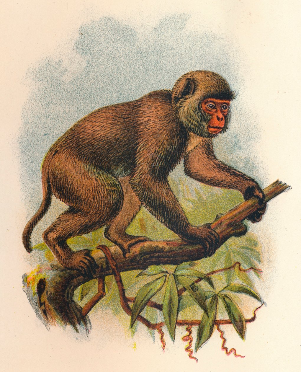 St. Johns Macaque, 1897 av Henry Ogg Forbes