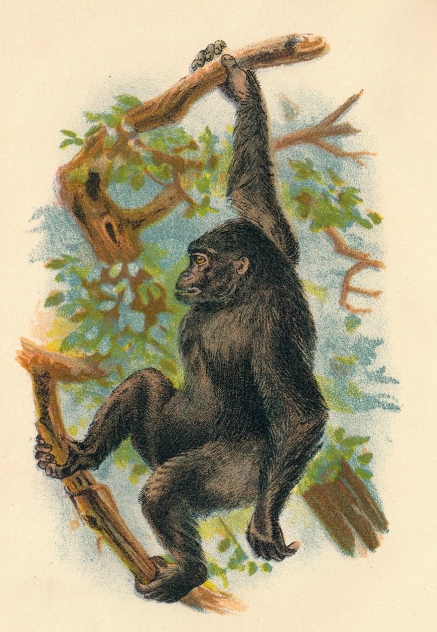 Gorillaen, 1897 av Henry Ogg Forbes