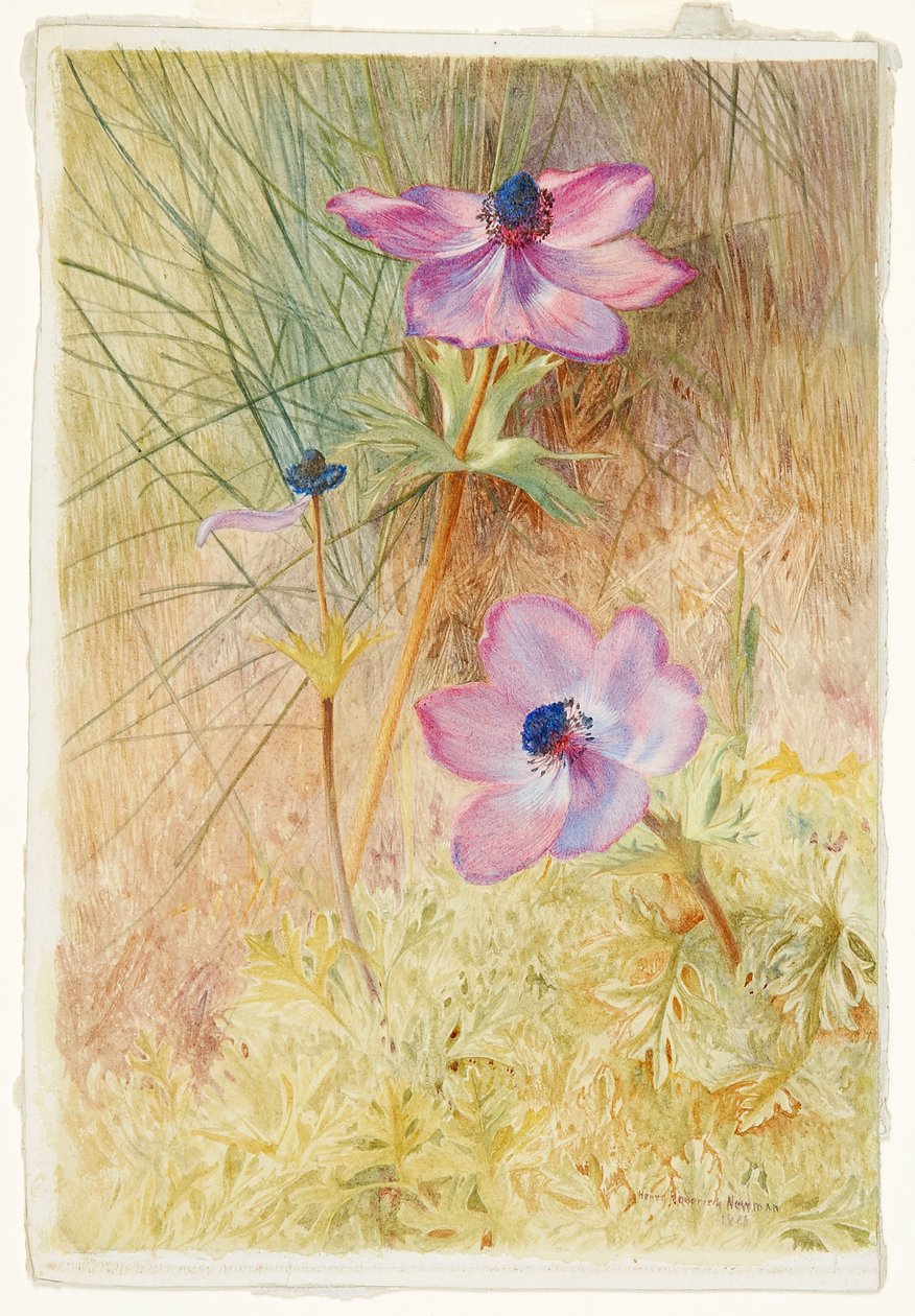 Florentinske villanemoner av Henry Roderick Newman
