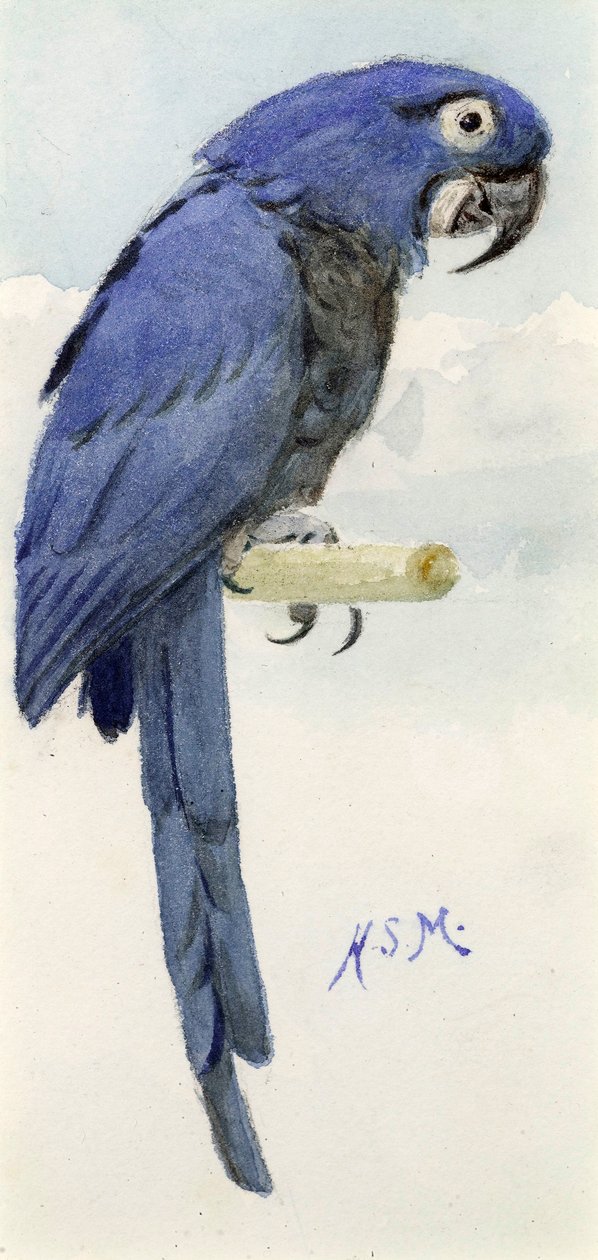 Hyacinth Macaw, ca. 1890 av Henry Stacey Marks