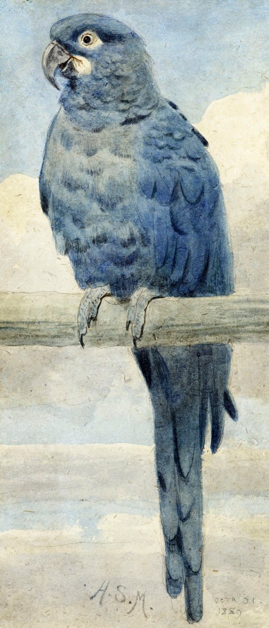 Hyacintine Macaw, 1889 av Henry Stacey Marks