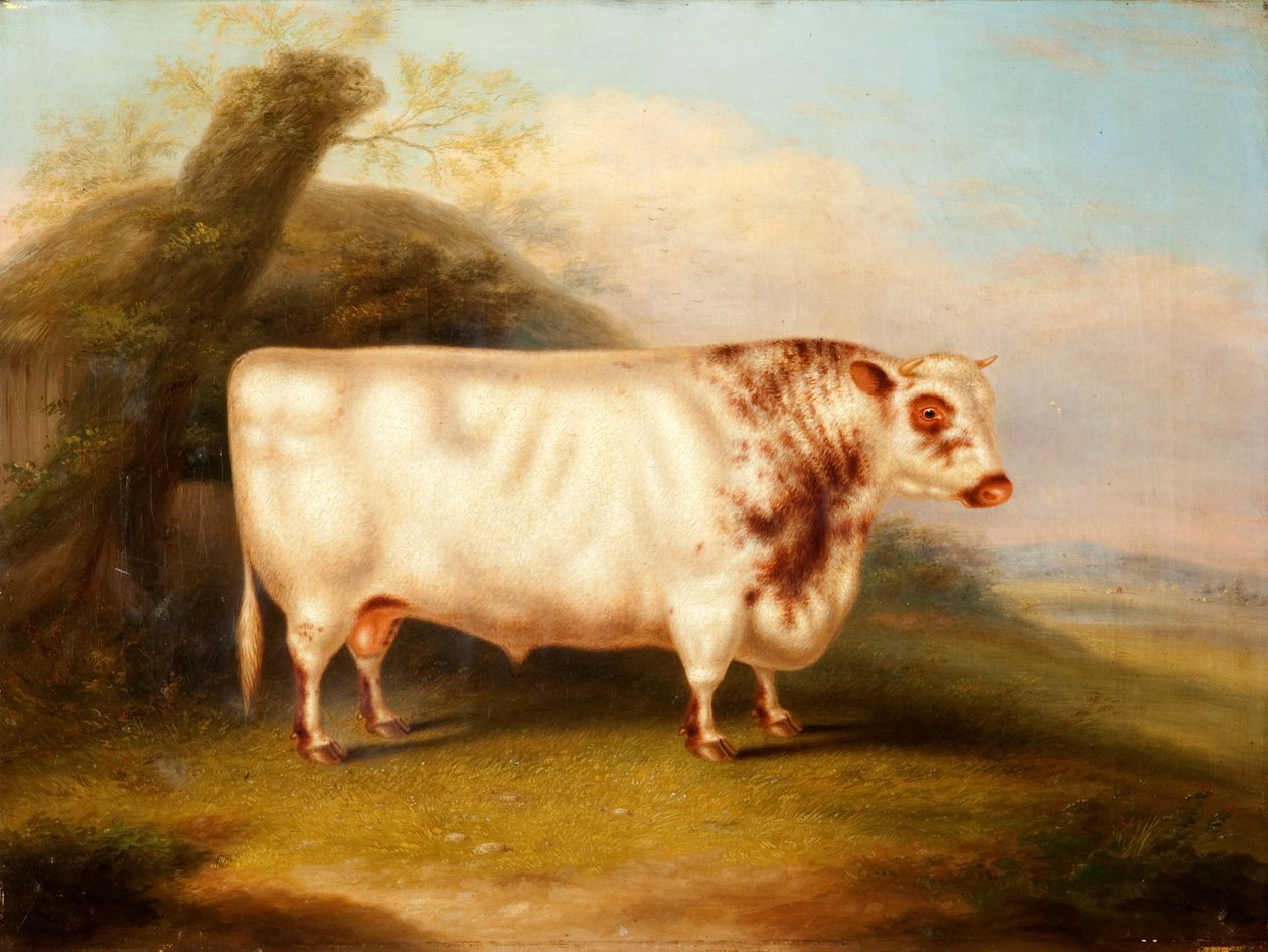 Harlsonia (Shorthorn Bull), ca. 1855 av Henry Stafford