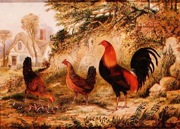 Hane, høner og kyllinger av Henry Thomas Alken