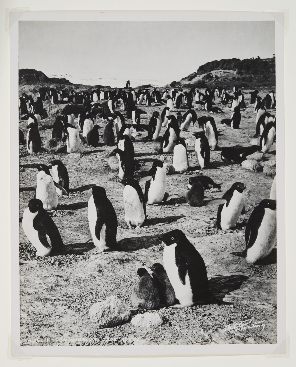 Adelie Penguins på Cape Royds (bromidtrykk) av Herbert Ponting