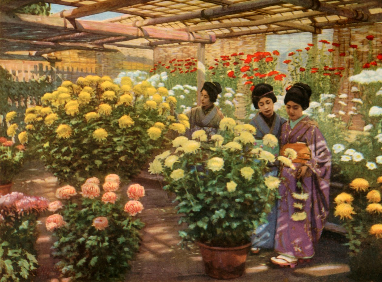 På Chrysanthemum Show, 1910. av Herbert Ponting