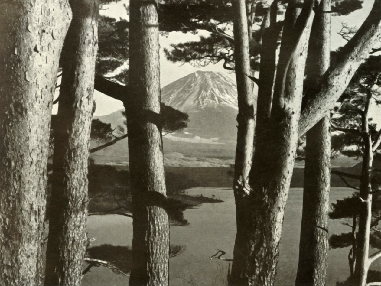 Fuji and the Pine Trees, 1910. av Herbert Ponting