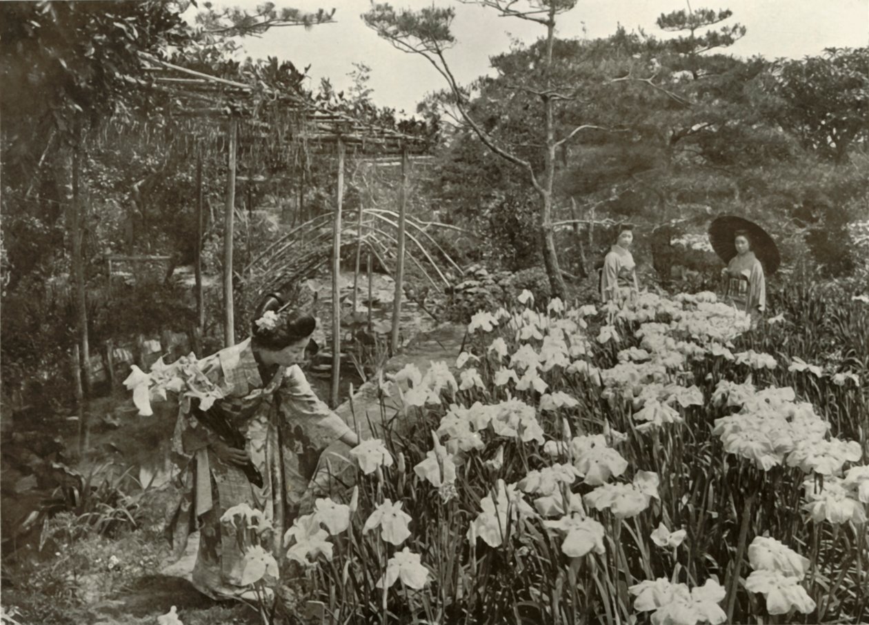 I An Iris Garden, 1910. av Herbert Ponting