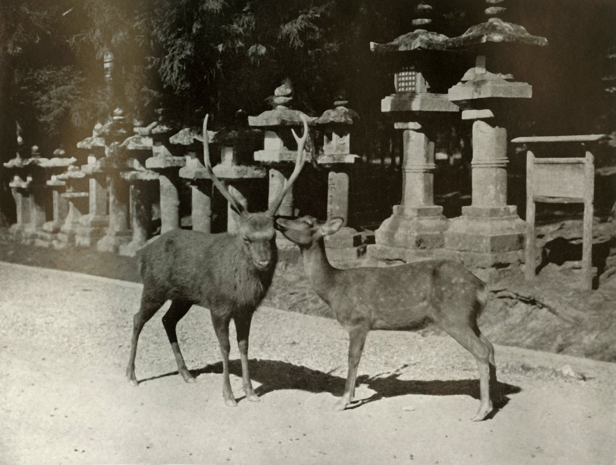 Min kjære! En studie ved Nara, 1910. av Herbert Ponting