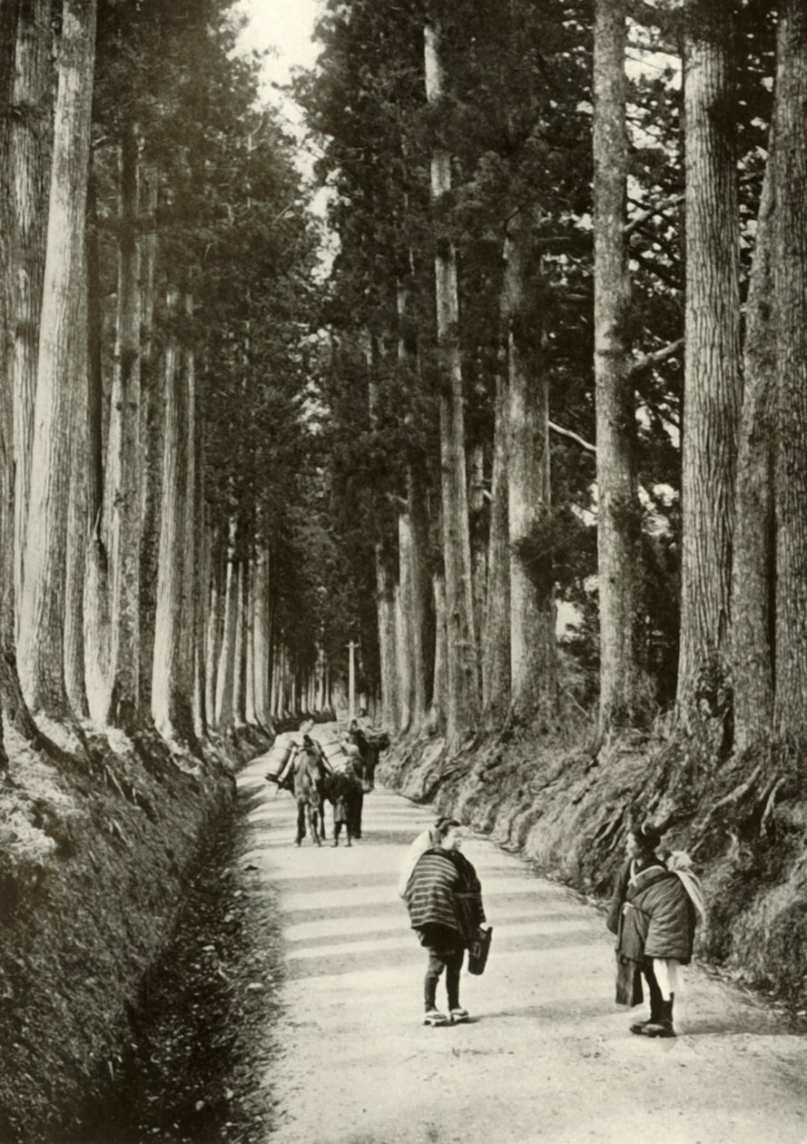 Cryptomerias på Nikko, 1910. av Herbert Ponting