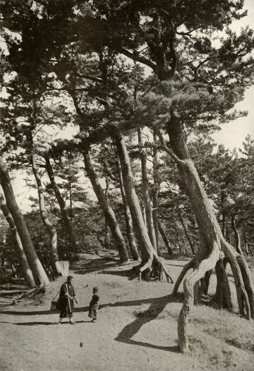 Pines of Shizu-Ura, 1910. av Herbert Ponting