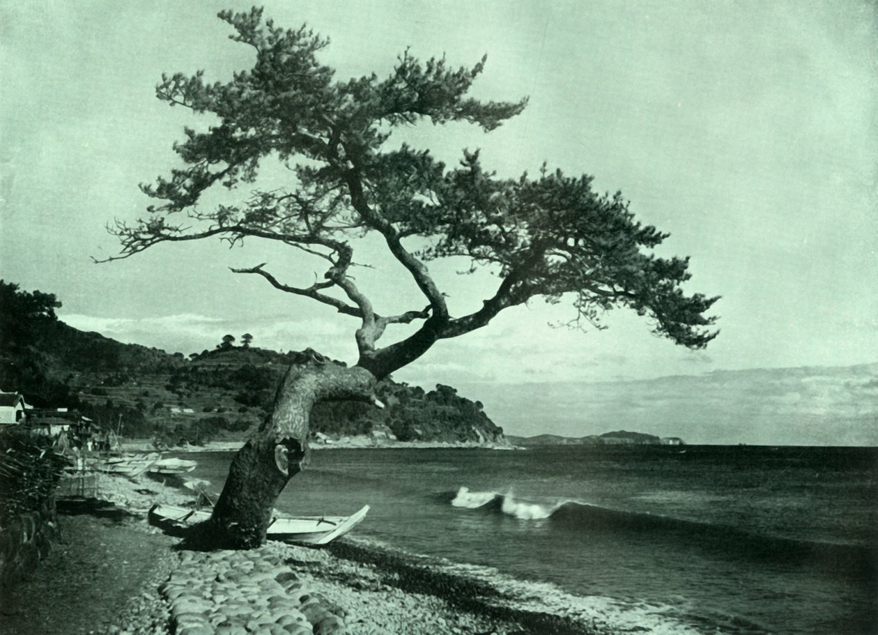 Treet og bølgen, 1910. av Herbert Ponting
