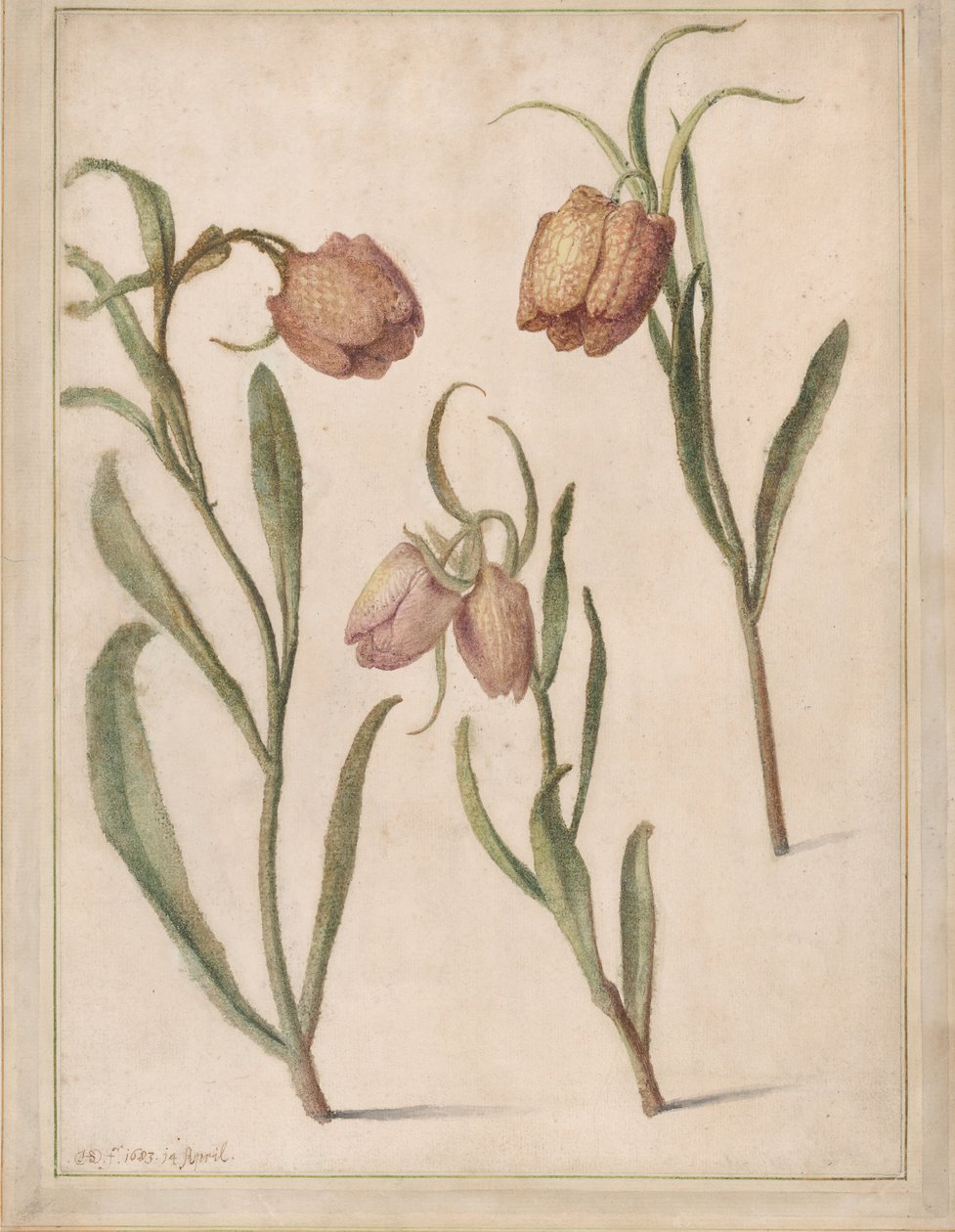 Studie av Three Fritillary, 1683. av Herman Saftleven the Younger