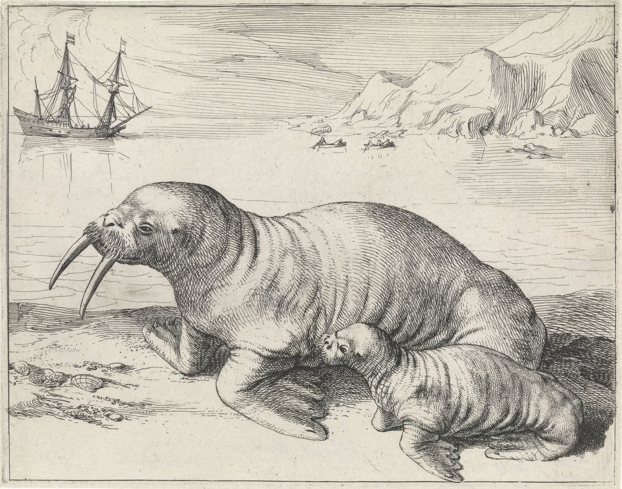 Hvalross ved Spitsbergen av Hessel Gerritsz