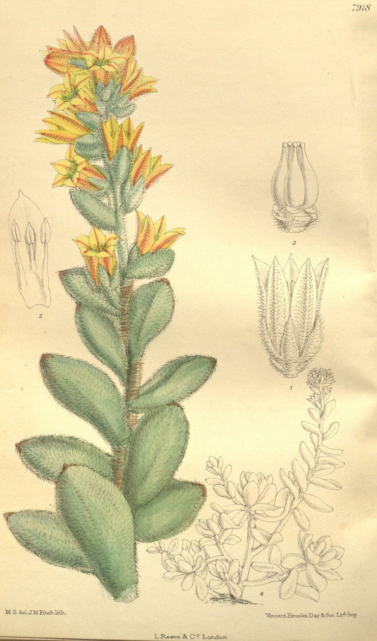 Echeveria pulvinata, som Cotyledon pulvinata av Hooker f.