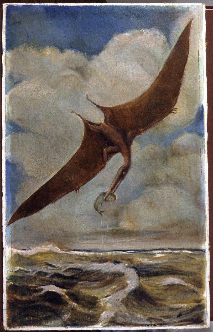 En pterodaktyl. ca. 1880 (gouache) av Hungarian School