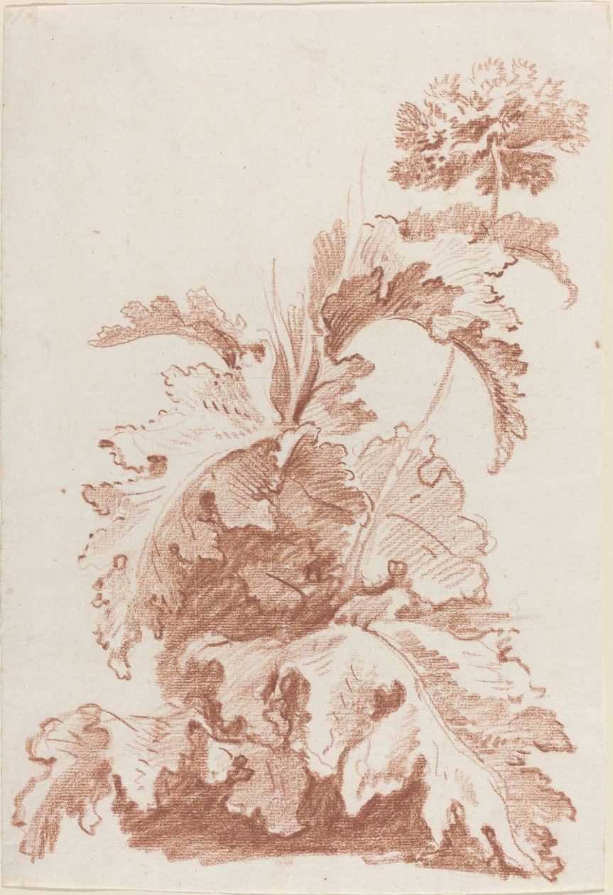 Valmue i blomst av I Jean Baptiste Hüet