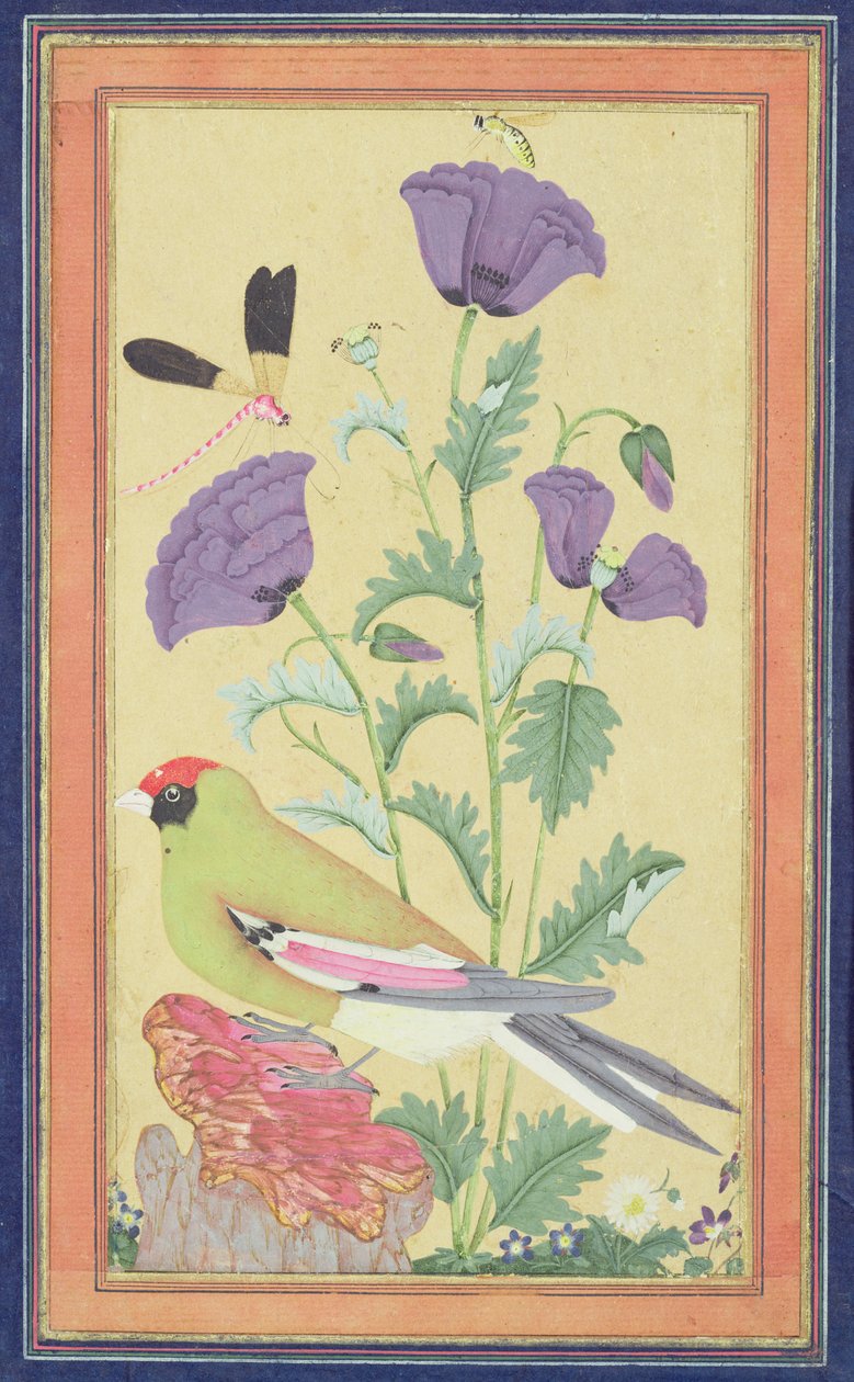 Fink, valmuer, øyenstikker og bie, ca. 1650-70 (wc og gull på papir) av Indian School