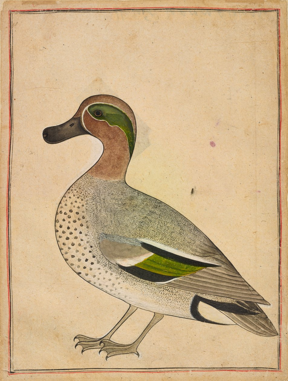 En grønnvinget krikkand, ca. 1730 av Indian School