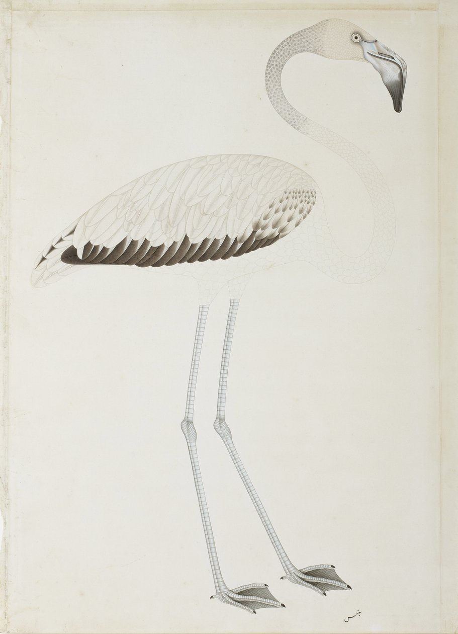 En flamingo, ca. 1780 (ugjennomsiktig wc på papir) av Indian School