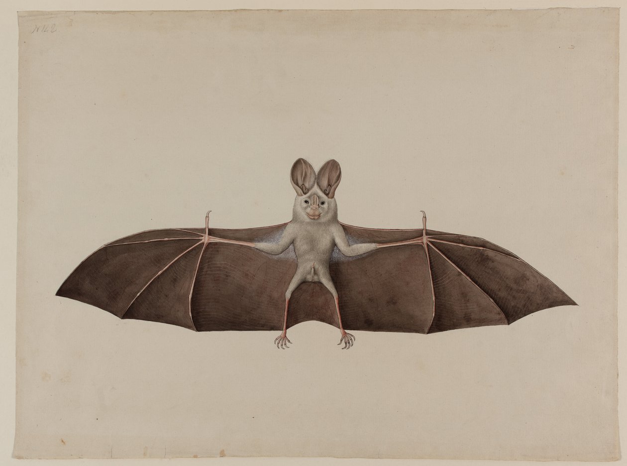 Asiatisk mindre falsk vampyrflaggermus, ca. 1790 av Indian School
