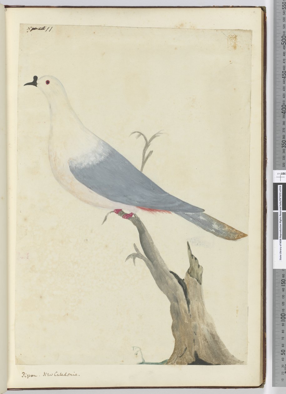 F.11 Due. Ny-Caledonia, 1772–75 (wc) av Isaac Smith