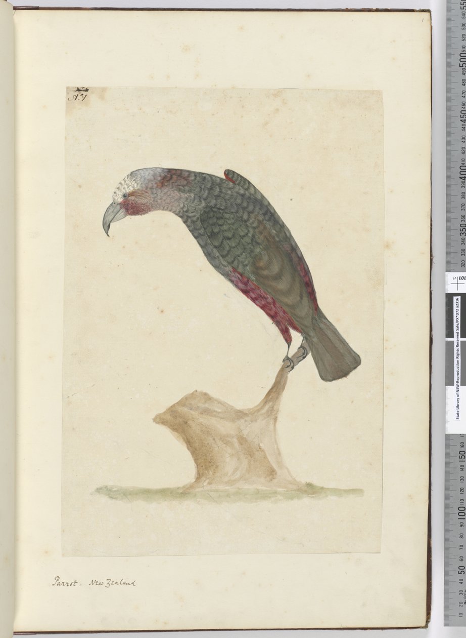 F.1 Parrot, New Zealand, 1772–75 (wc) av Isaac Smith