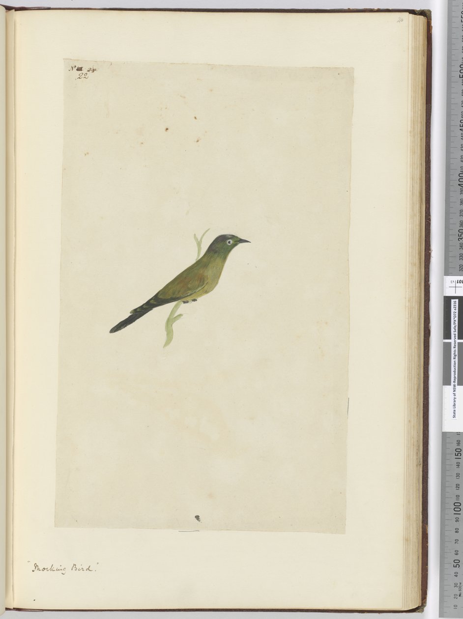F.22 Spotfugl, 1772–75 (wc) av Isaac Smith