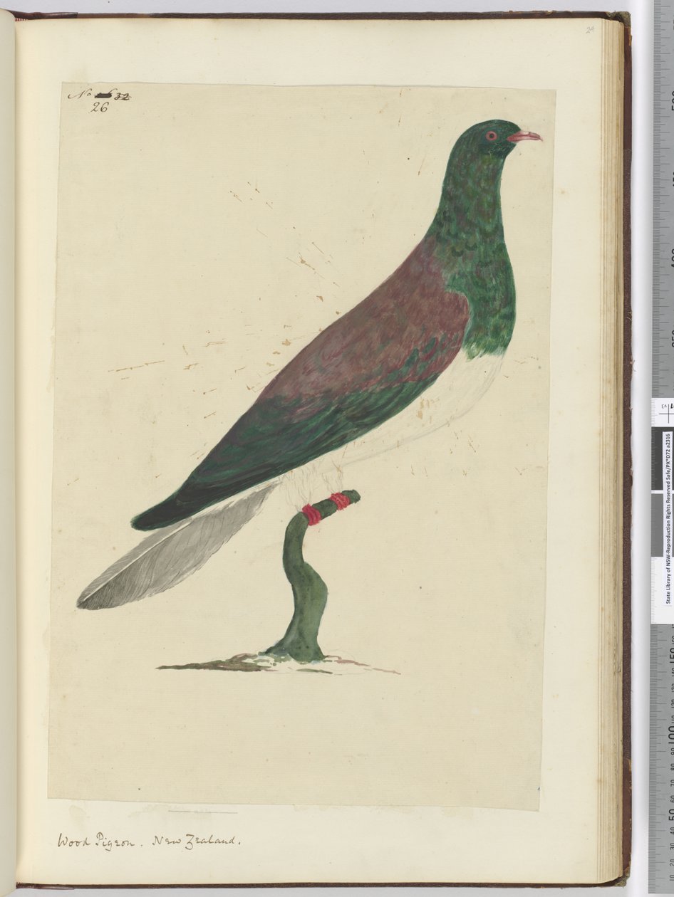 F.26 Skogdue. New Zealand, 1772–75 (wc) av Isaac Smith