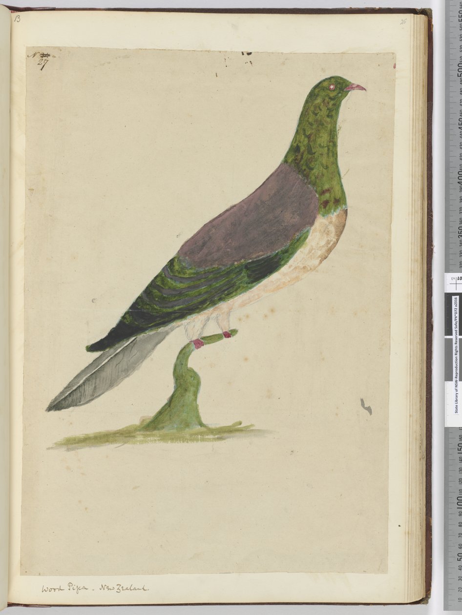 F.27 Skogdue. New Zealand, 1772–75 (wc) av Isaac Smith