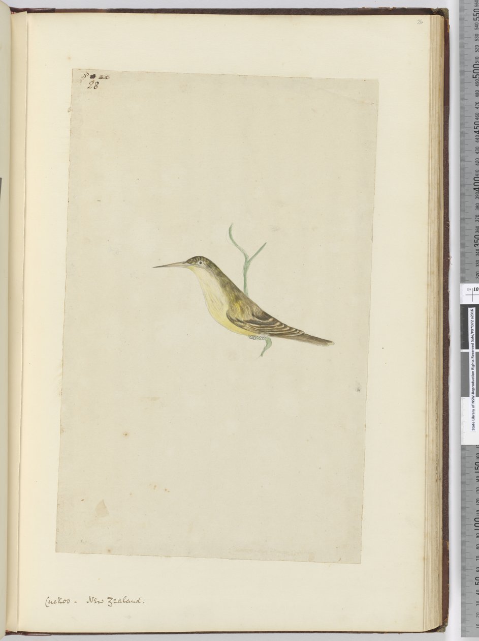F.28 Gjøk. New Zealand, 1772–75 (wc) av Isaac Smith