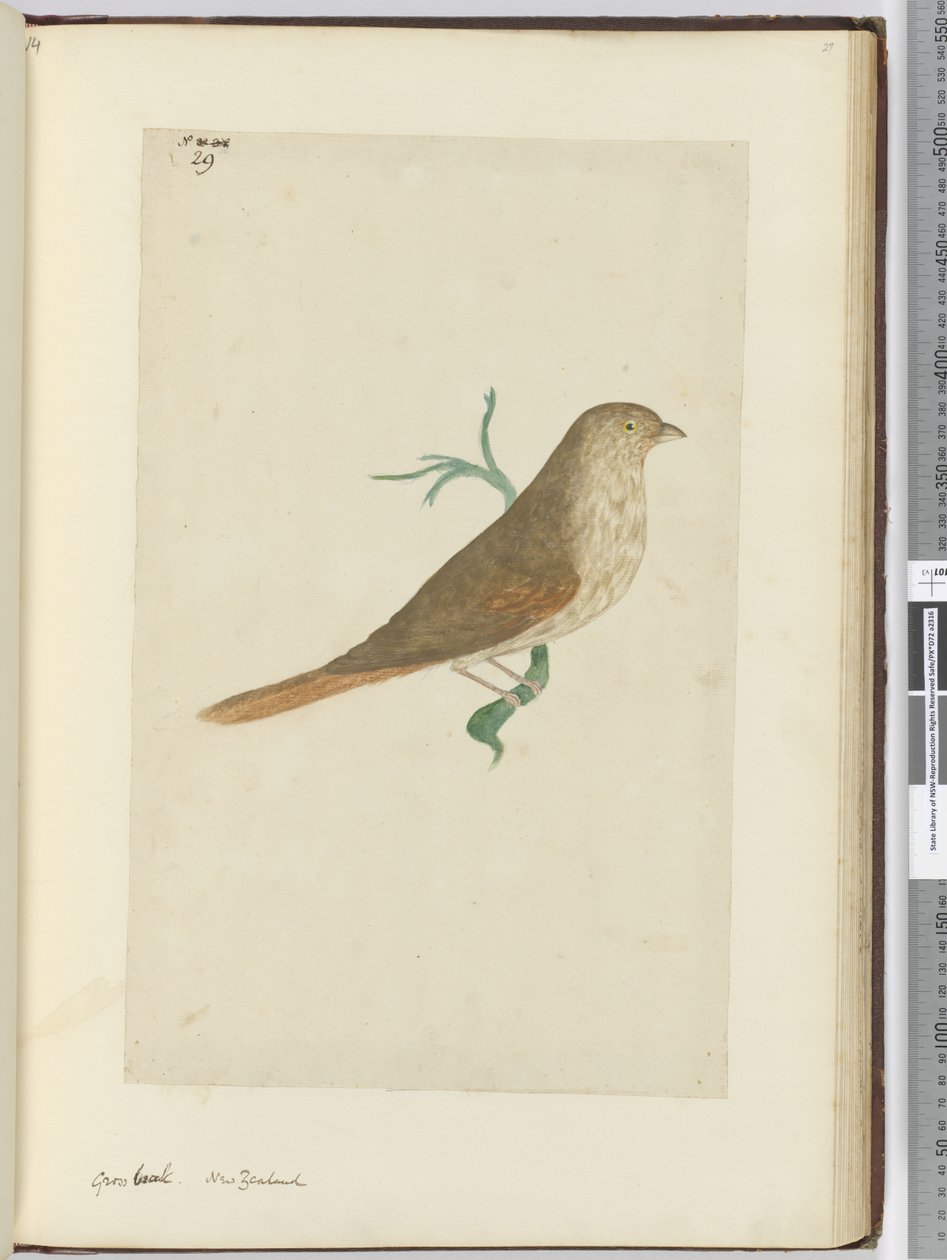 F.29 Grovnebb. New Zealand, 1772–75 (wc) av Isaac Smith