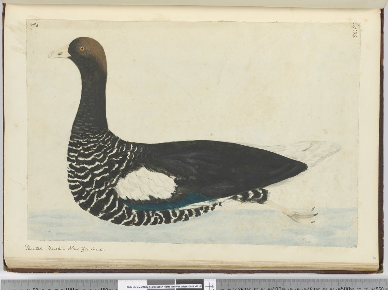 F.34 Malt and. New Zealand, 1772–75 (wc) av Isaac Smith
