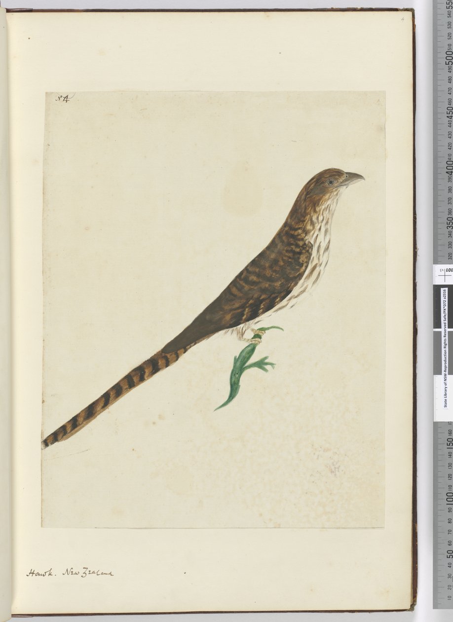 F.4 Hawk. New Zealand, 1772–75 (wc) av Isaac Smith