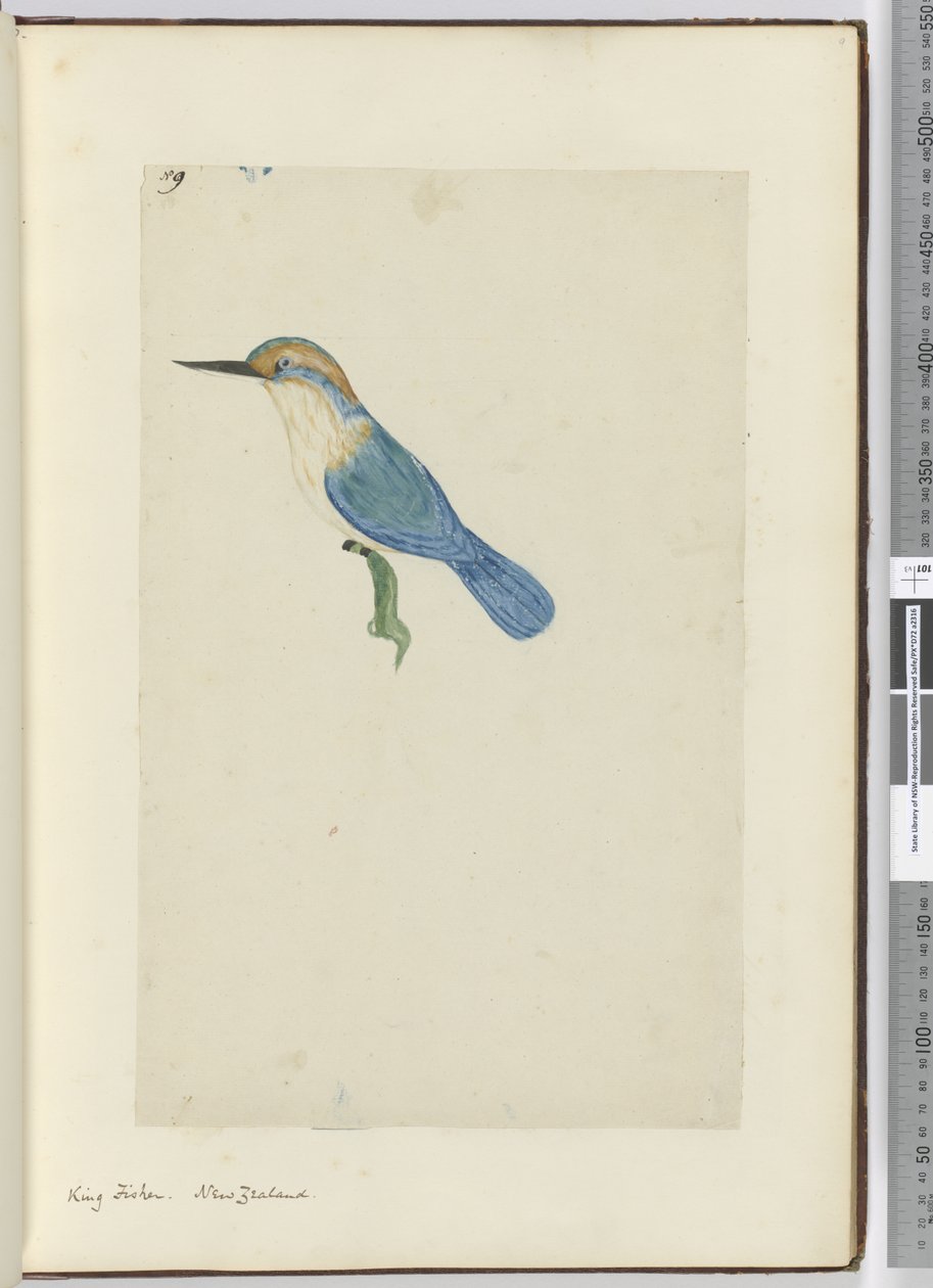 F.9 Kongefisker. New Zealand, 1772–75 (wc) av Isaac Smith
