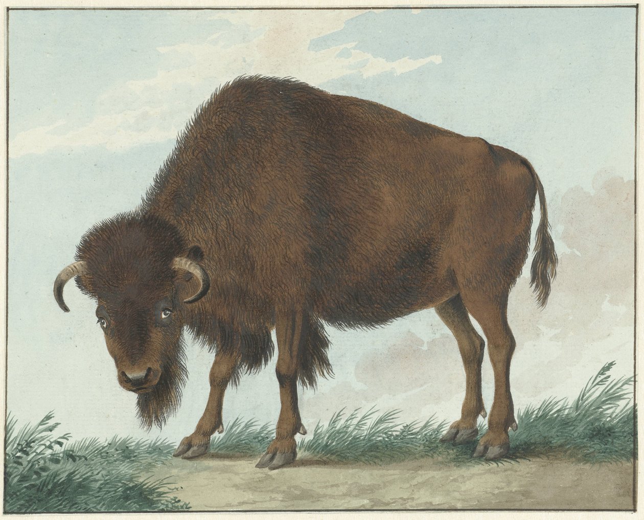 Bison av Isaac van Haastert