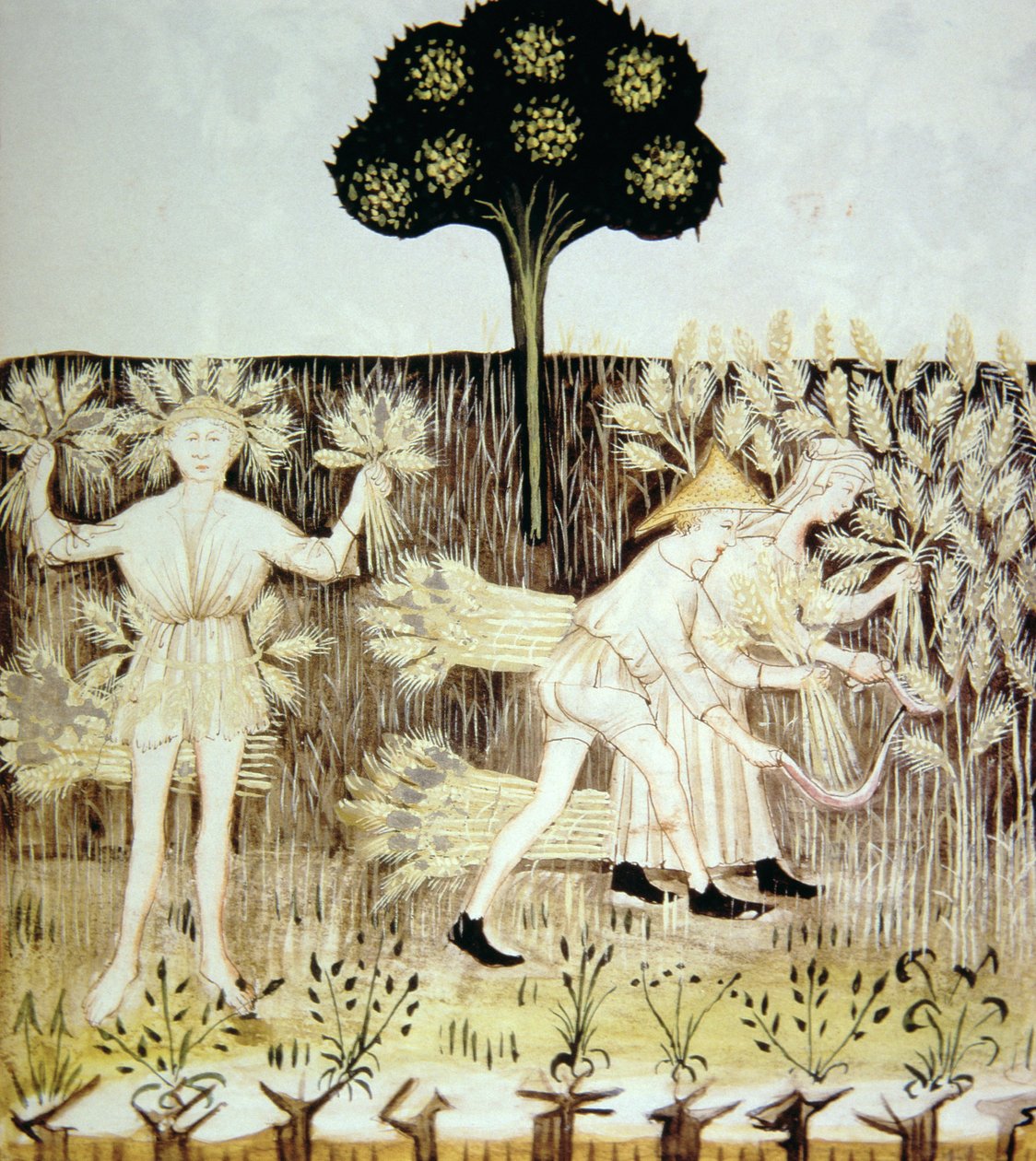 Fo.54r Summer: Harvesting the Wheat, illustrasjon fra Tacuinum Santiatis Codex Vindobonensis av Italian School